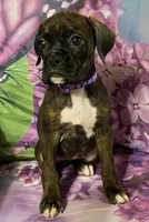 Purple-ACA 37.5% Euro, a female Boxer for sale in Methuen, MA – Photo 3 of 8
