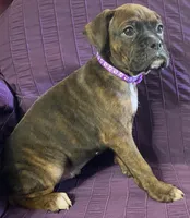 Purple-Pending Suzanne&Reggie, a female Boxer for sale in Methuen, MA – Photo 5 of 10