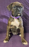 Purple-Pending Suzanne&Reggie, a female Boxer for sale in Methuen, MA – Photo 4 of 10