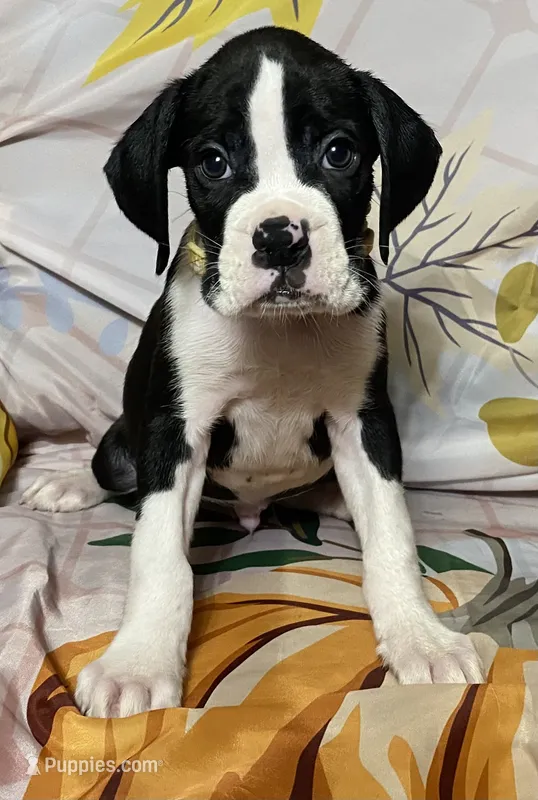 Tan-AKC 50% Euro – Boxer puppy for sale in Methuen, MA