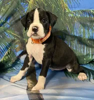 Orange-AKC 50% Euro, a female Boxer for sale in Methuen, MA – 2 of 7