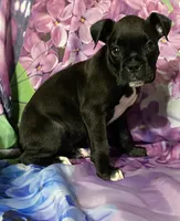Green-AKC 50% Euro, a male Boxer for sale in Methuen, MA – 4 of 8