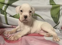 Red-ACA 50% Euro, a female Boxer for sale in Methuen, MA – 4 of 5