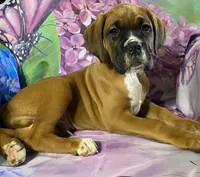 Aqua-Pending Jackie, a male Boxer for sale in Methuen, MA – 3 of 10