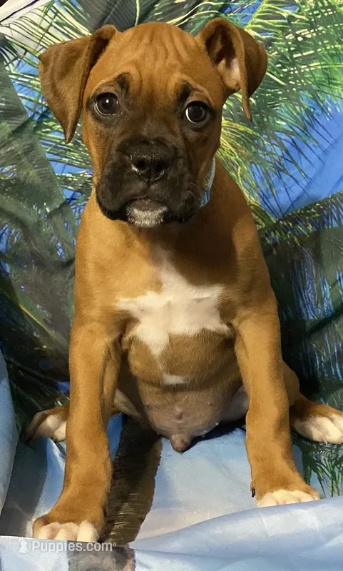 Blue-AKC 50% Euro – Boxer puppy for sale in Methuen, MA