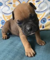 Green-AKC 50% Euro, a male Boxer for sale in Methuen, MA – 2 of 3
