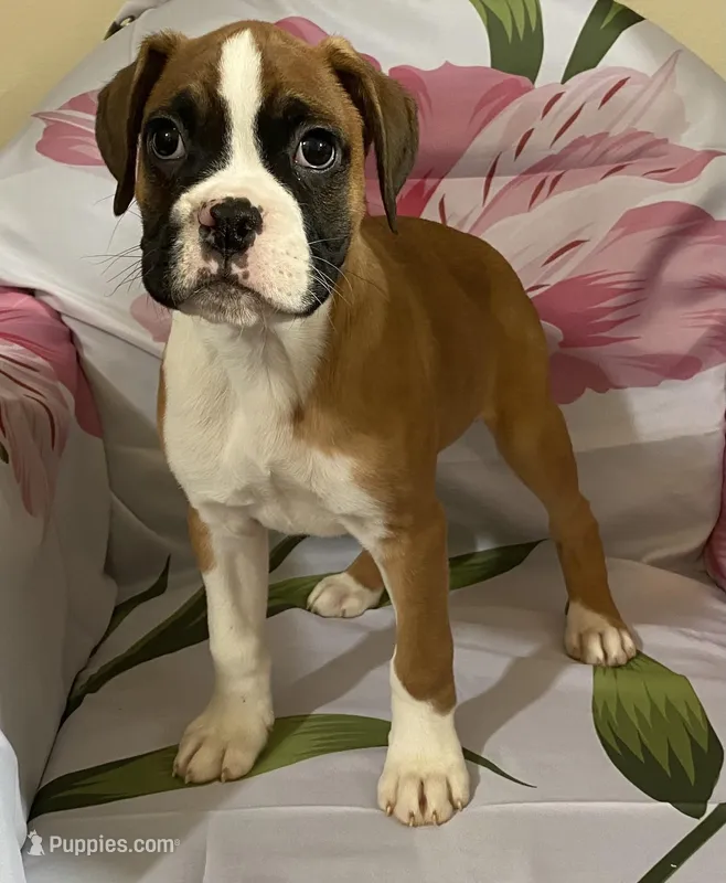 Brown-Pending Kathleen