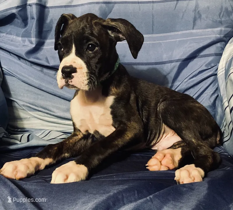 Green-AKC 37.5% Euro – Boxer puppy for sale in Methuen, MA
