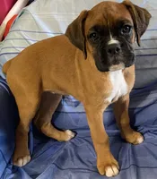 Green-ACA 87.5% European, a female Boxer for sale in Methuen, MA – 6 of 7