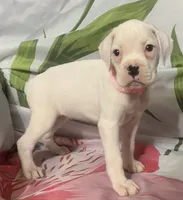 Pink-50% Euro, a female Boxer for sale in Methuen, MA – 8 of 8