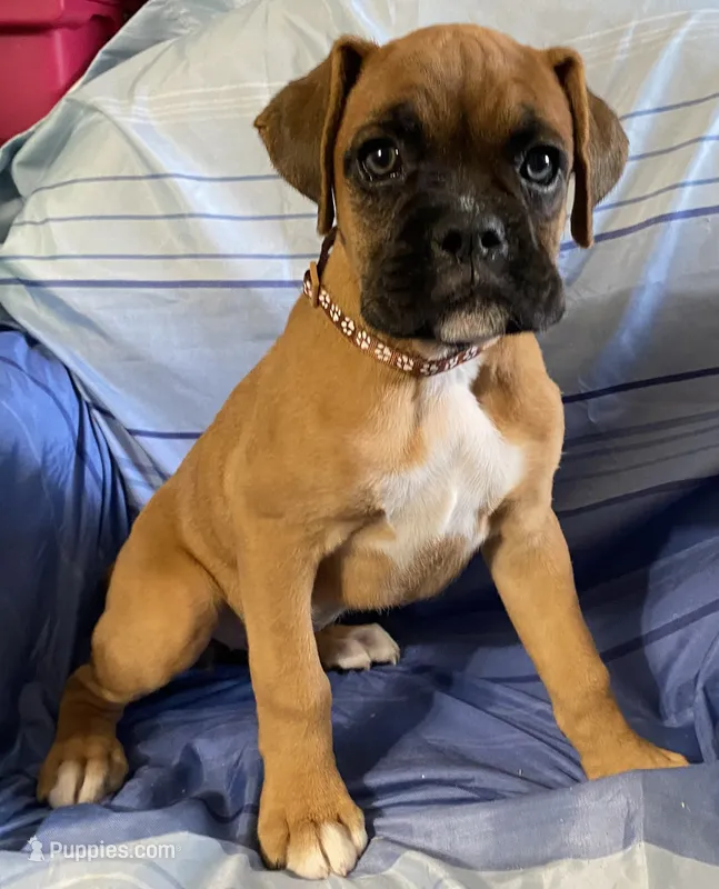 Brown-ACA 87.5% European – Boxer puppy for sale in Methuen, MA