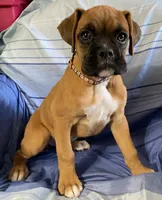 Brown-ACA 87.5% European, a female Boxer for sale in Methuen, MA – 1 of 7