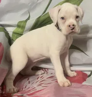 Black-ACA 50% Euro, a female Boxer for sale in Methuen, MA – 4 of 8