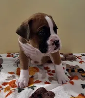 Green Stripe-AKC 50% Euro, a male Boxer for sale in Methuen, MA – 2 of 6