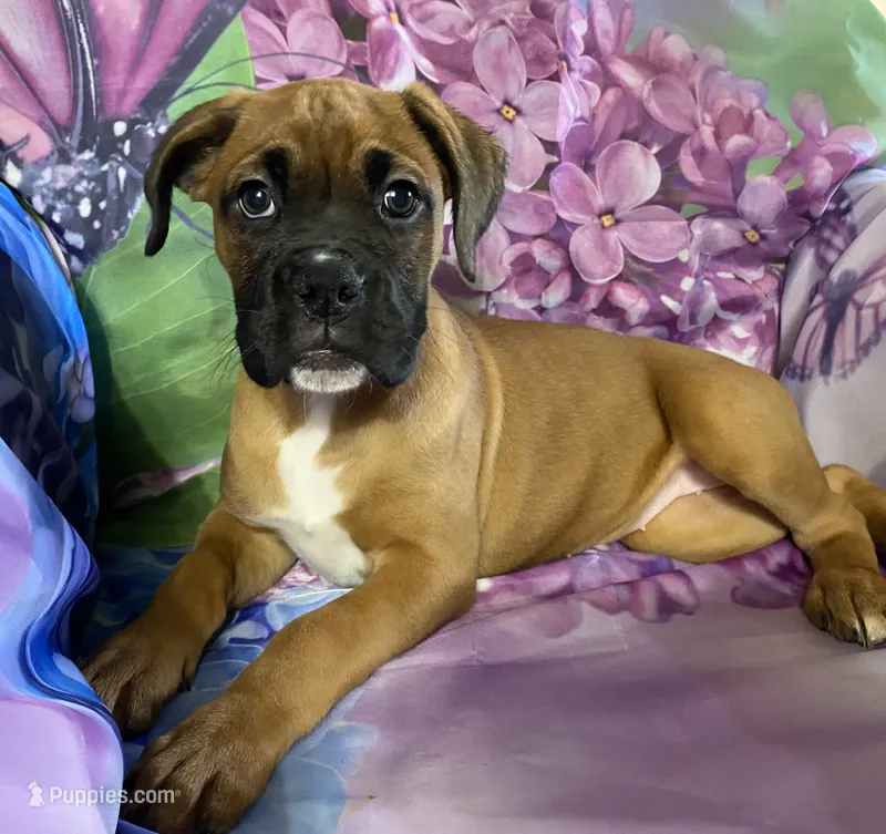 Light Pink-ACA 37.5% Euro – Boxer puppy for sale in Methuen, MA