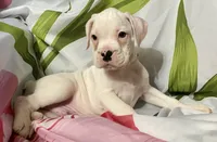 Tan-ACA 50% Euro, a male Boxer for sale in Methuen, MA – 5 of 8