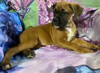 Light Pink-ACA 37.5% Euro, a female Boxer for sale in Methuen, MA – 4 of 10