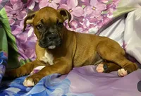 Purple-AKC 50% Euro , a female Boxer for sale in Methuen, MA – 5 of 6