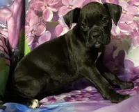 Pink-AKC 50% Euro, a female Boxer for sale in Methuen, MA – 2 of 5