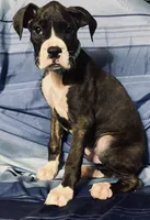 Green-AKC 37.5% Euro, a male Boxer for sale in Methuen, MA – 4 of 6