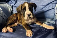 Red-AKC 37.5% Euro, a male Boxer for sale in Methuen, MA – 2 of 5