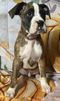 Red-AKC pending Katie&Jaycob, a male Boxer for sale in Methuen, MA – 3 of 9