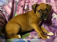 Blue-AKC 50% Euro, a male Boxer for sale in Methuen, MA – 4 of 4