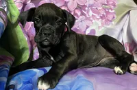 Pink-AKC 50% Euro, a female Boxer for sale in Methuen, MA – 4 of 5