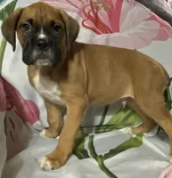 Red-ACA 37.5% Euro, a male Boxer for sale in Methuen, MA – 8 of 10