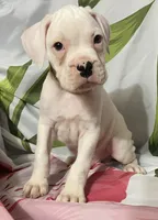 Tan-ACA 50% Euro, a male Boxer for sale in Methuen, MA – 3 of 8