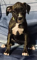 Yellow-AKC 37.5% Euro, a female Boxer for sale in Methuen, MA – 2 of 4