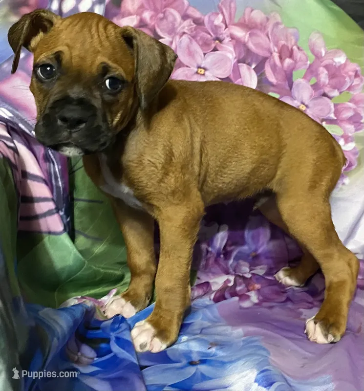 Blue-AKC 50% Euro – Boxer puppy for sale in Methuen, MA