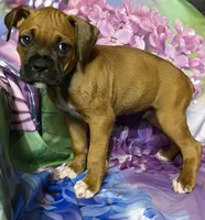 Blue-AKC 50% Euro, a male Boxer for sale in Methuen, MA – 1 of 4