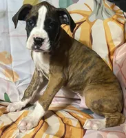 Red-AKC pending Katie&Jaycob, a male Boxer for sale in Methuen, MA – 1 of 9