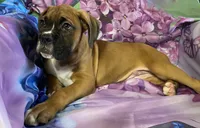 Red-ACA 37.5% Euro, a male Boxer for sale in Methuen, MA – 4 of 10