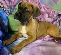 Light Pink-ACA 37.5% Euro, a female Boxer for sale in Methuen, MA – 3 of 10