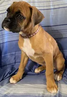 Brown-ACA 87.5% European, a female Boxer for sale in Methuen, MA – 5 of 7