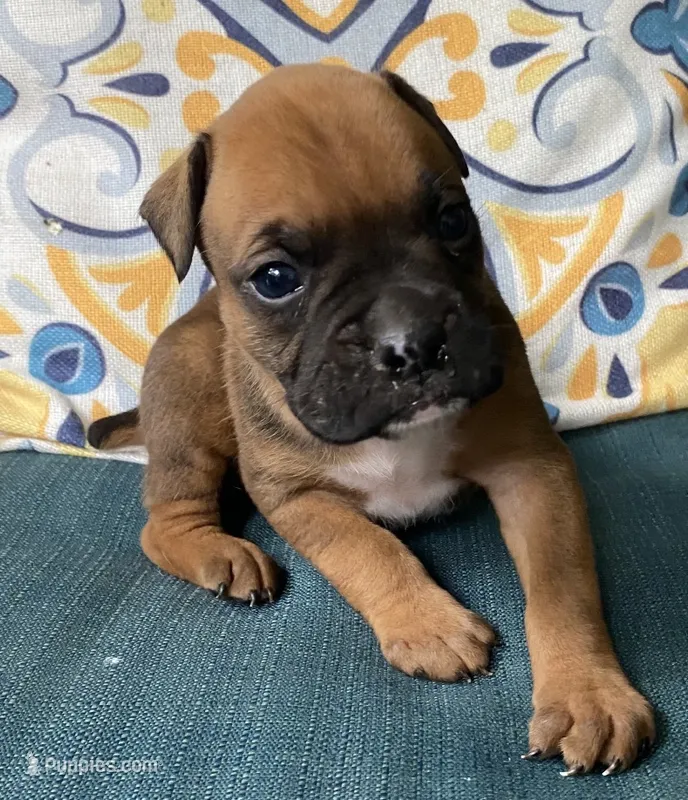 Green-AKC 50% Euro – Boxer puppy for sale in Methuen, MA