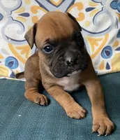 Green-AKC 50% Euro, a male Boxer for sale in Methuen, MA – 1 of 3
