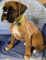Green-ACA 87.5% European, a female Boxer for sale in Methuen, MA – 2 of 7