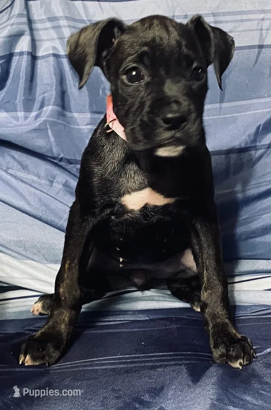 Pink-AKC 37.5% Euro – Boxer puppy for sale in Methuen, MA