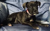 Pink-AKC 37.5% Euro, a female Boxer for sale in Methuen, MA – 5 of 6