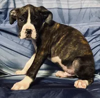 Blue-AKC 37.5% Euro, a male Boxer for sale in Methuen, MA – 2 of 4