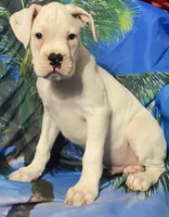 Green-ACA 50% Euro, a male Boxer for sale in Methuen, MA – 1 of 8