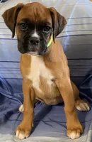Green-ACA 87.5% European, a female Boxer for sale in Methuen, MA – 7 of 7