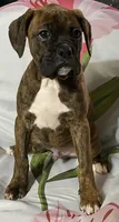 Green-Pending Michelle , a male Boxer for sale in Methuen, MA – 5 of 10
