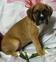 Red-ACA 37.5% Euro, a male Boxer for sale in Methuen, MA – 6 of 10