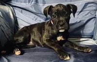 Pink-AKC 37.5% Euro, a female Boxer for sale in Methuen, MA – 1 of 6