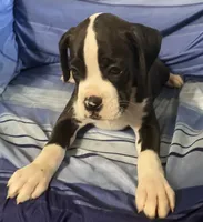 Orange-Pending Jessica , a female Boxer for sale in Methuen, MA – 5 of 10