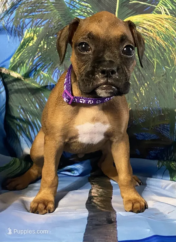 Purple-AKC 50% Euro – Boxer puppy for sale in Methuen, MA